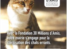 Belledocats : l'association identifie et stérilise les chats libres